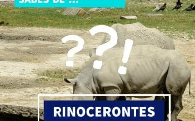 Cuestionario sobre Rinocerontes