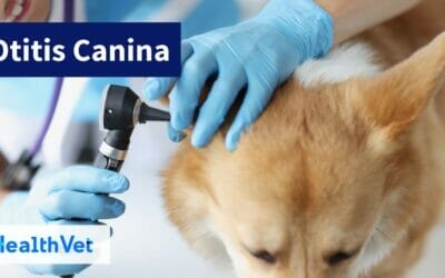 El ABC de la Otitis Canina: Reconociendo los Signos y Síntomas