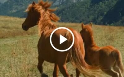 Día Mundial de los Animales: Una Celebración de la Vida
