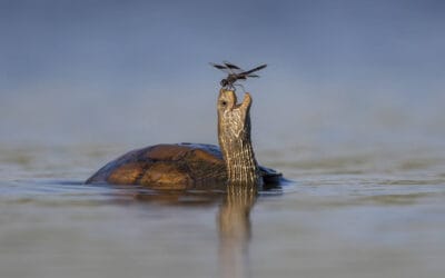 ¡Risas Salvajes! Descubre las Fotos Más Divertidas de Los Comedy Wildlife Photo Awards 2023