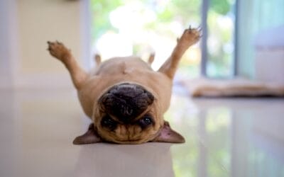 Cistitis en perros: Más Allá de la Infección de orina en perros
