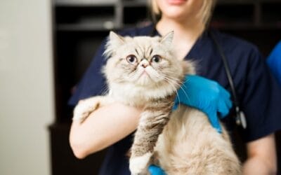 La tiña en gatos: síntomas, causas y tratamiento